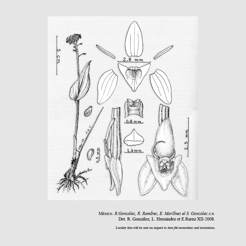 Malaxis chiarae